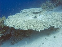 CRW 4166  Sharm el Sheikh - Acropora