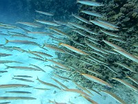 GOPR1640  DCIM\100GOPRO\GOPR1640.JPG : apnea, barracuda, egitto, sharm