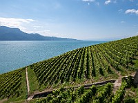 DSC 3600 : lavaux, paesaggi, svizzera