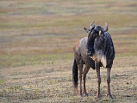 DSC 4491 : africa, animali, gnu, tanzania