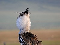 DSC 4502 : africa, animali, otarda, tanzania, uccelli