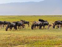 DSC 4504 : africa, animali, gnu, tanzania