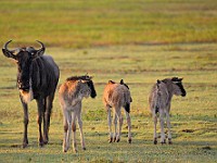 DSC 4508 : africa, animali, gnu, tanzania