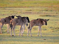 DSC 4511 : africa, animali, gnu, tanzania