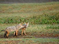 DSC 4531 : africa, animali, sciacallo, tanzania