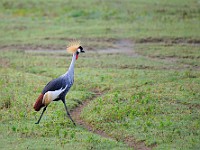 DSC 4550 : africa, animali, grucoronata, tanzania, uccelli