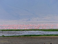 DSC 4560 : africa, animali, fenicotteri, tanzania, uccelli