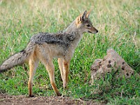 DSC 4641 : africa, animali, sciacallo, tanzania