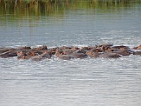 DSC 4665 : africa, animali, ippopotami, tanzania