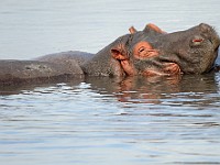 DSC 4700 : africa, animali, ippopotami, tanzania
