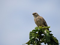 DSC 4711 : africa, animali, tanzania, uccelli