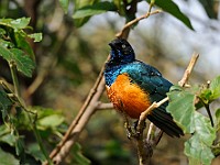 DSC 4712 : africa, animali, tanzania, uccelli