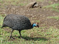 DSC 4727 : africa, animali, tanzania, uccelli
