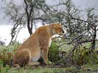 DSC 5125 : africa, animali, leone, tanzania