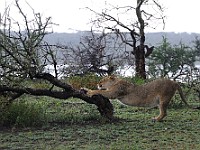 DSC 5196 : africa, animali, leone, tanzania