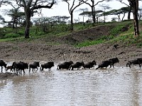 DSC 5265 : africa, animali, gnu, tanzania