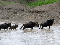 DSC 5276 : africa, animali, gnu, tanzania