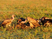DSC 5309 : africa, animali, avvoltoi, tanzania, uccelli
