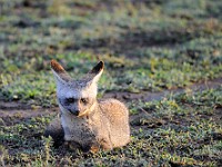 DSC 5327 : africa, animali, otocioni, tanzania