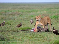 DSC 5434 : africa, animali, avvoltoi, leone, tanzania, uccelli