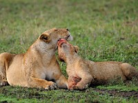 DSC 5544 : africa, animali, leone, tanzania