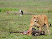 DSC 5633 : africa, animali, leone, tanzania