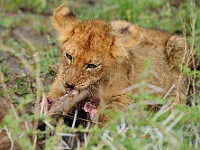 DSC 5638 : africa, animali, leone, tanzania