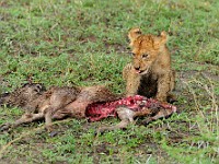 DSC 5656 : africa, animali, leone, tanzania