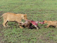 DSC 5665 : africa, animali, leone, tanzania