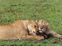 DSC 5684 : africa, animali, leone, tanzania