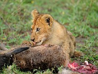 DSC 5705 : africa, animali, leone, tanzania