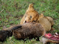 DSC 5711 : africa, animali, leone, tanzania