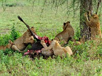 DSC 5726 : africa, animali, leone, tanzania