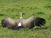 DSC 5797 : africa, animali, avvoltoi, tanzania, uccelli
