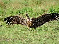 DSC 5799 : africa, animali, avvoltoi, tanzania, uccelli