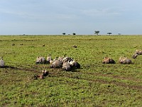 DSC 5810 : africa, animali, avvoltoi, tanzania, uccelli