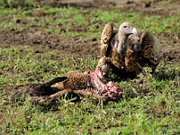 DSC 5819 : africa, animali, avvoltoi, tanzania, uccelli
