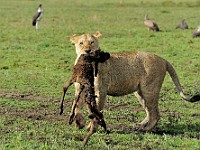DSC 5836 : africa, animali, leone, tanzania