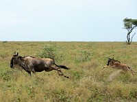 DSC 5945 : africa, animali, gnu, tanzania