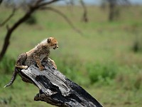 DSC 5956 : africa, animali, ghepardi, tanzania