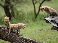 DSC 5964 : africa, animali, ghepardi, tanzania