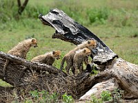 DSC 6003 : africa, animali, ghepardi, tanzania
