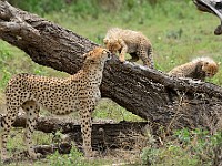 DSC 6005 : africa, animali, ghepardi, tanzania