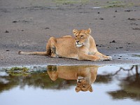 DSC 6261 : africa, animali, leone, tanzania