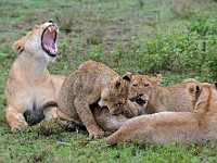 DSC 6344 : africa, animali, leone, tanzania