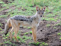 DSC 6369 : africa, animali, sciacallo, tanzania