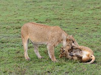 DSC 6450 : africa, animali, leone, tanzania