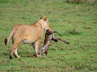 DSC 6479 : africa, animali, leone, tanzania