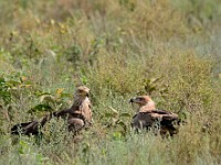DSC 6526 : africa, animali, aquila, tanzania, uccelli
