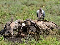 DSC 6535 : africa, animali, avvoltoi, marabu, tanzania, uccelli